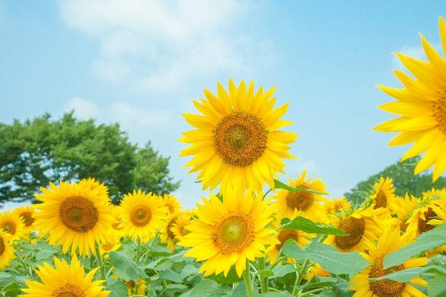 夏の終わりに想いを馳せて 